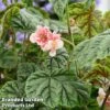 Begonia Metallica -Garden Plants Shop bego metall