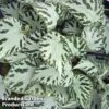 Begonia 'Silver Jewel' 1 Begonia 'Silver Jewel' -Garden Plants Shop bego silverj