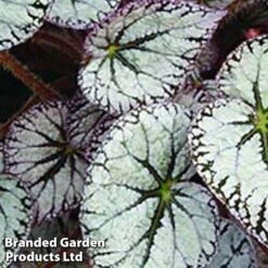 Begonia 'Silver Lace' -Garden Plants Shop bego silverl