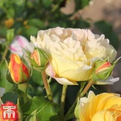 Rose 'Belle Du Jour' 9 Rose 'Belle Du Jour' -Garden Plants Shop belle4