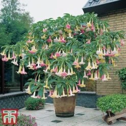 Angels Trumpet Tricolour