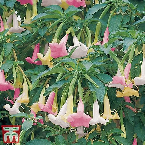Angels Trumpet Tricolour 3 Angels Trumpet Tricolour - Image 2