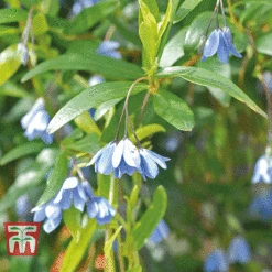 Sollya Heterophylla -Garden Plants Shop bluebell creeper