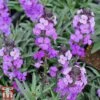 Erysimum 'Bowles Mauve' -Garden Plants Shop bowles