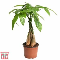Pachira Aquatica Tree With Braided Stem -Garden Plants Shop braid