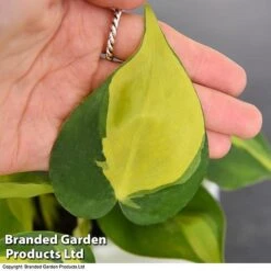 Philodendron Scandens Brasil -Garden Plants Shop brasil