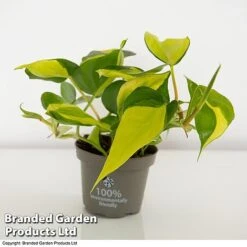 Philodendron Scandens Brasil -Garden Plants Shop brasil2