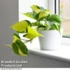 Philodendron Scandens Brasil -Garden Plants Shop brasil3