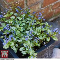 Brunnera Macrophylla 'Jack Frost' 11 Brunnera Macrophylla 'Jack Frost' -Garden Plants Shop brun jack