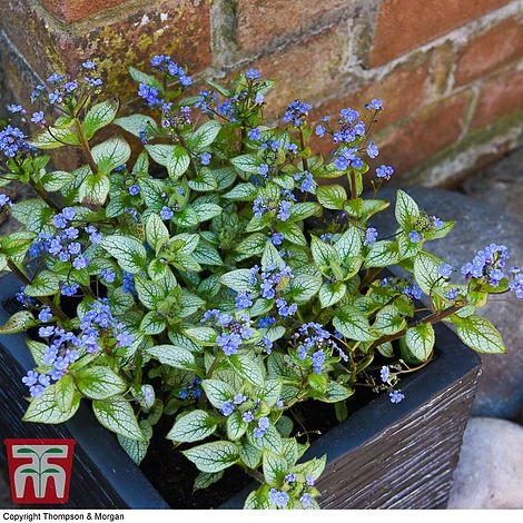 Brunnera Macrophylla 'Jack Frost' 5 Brunnera Macrophylla 'Jack Frost' - Image 3