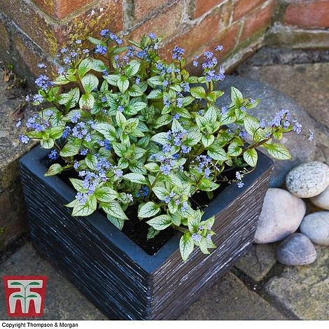 Brunnera Macrophylla 'Jack Frost' 7 Brunnera Macrophylla 'Jack Frost' - Image 5