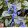 Brunnera Macrophylla 'Jack Frost' -Garden Plants Shop brun jack3