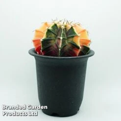 Cactus Gymnocalycium Mihanovichii F. Variegata Mixed -Garden Plants Shop cacts