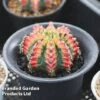 Cactus Gymnocalycium Mihanovichii F. Variegata Mixed -Garden Plants Shop cactss