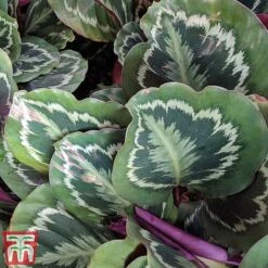 Calathea Roseopicta 'Medallion' -Garden Plants Shop cal1