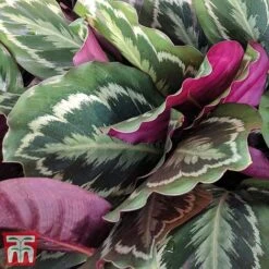 Calathea Roseopicta 'Medallion' -Garden Plants Shop cal31
