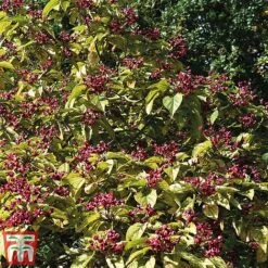 Clerodendrum Trichotomum -Garden Plants Shop cal4