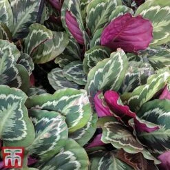 Calathea Roseopicta 'Medallion' -Garden Plants Shop cal41