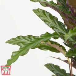 Calathea Rufibarba -Garden Plants Shop cala2