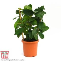 Calamondin Orange - Citrus -Garden Plants Shop calamon supplied