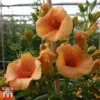 Campsis X Tagliabuana 'Summer Jazz - Gold' -Garden Plants Shop camp jazz