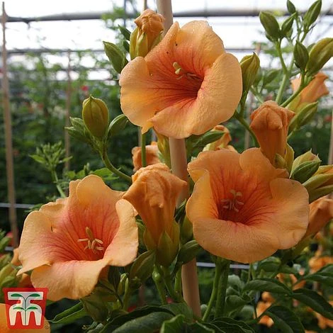 Campsis X Tagliabuana 'Summer Jazz - Gold' 3 Campsis X Tagliabuana 'Summer Jazz - Gold'