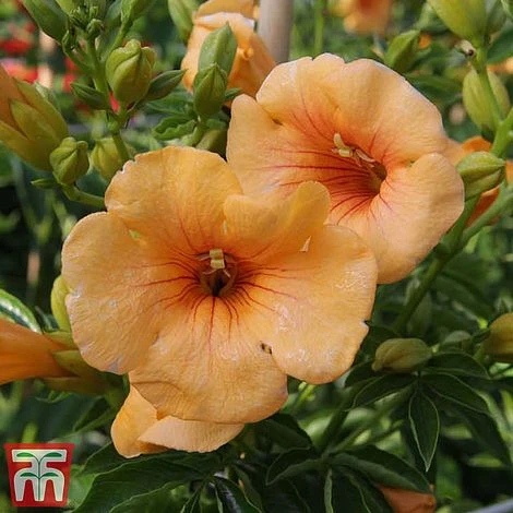 Campsis X Tagliabuana 'Summer Jazz - Gold' 4 Campsis X Tagliabuana 'Summer Jazz - Gold' - Image 2