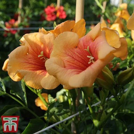 Campsis X Tagliabuana 'Summer Jazz - Gold' 5 Campsis X Tagliabuana 'Summer Jazz - Gold' - Image 3