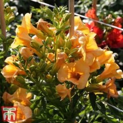 Campsis X Tagliabuana 'Summer Jazz - Gold' 11 Campsis X Tagliabuana 'Summer Jazz - Gold' -Garden Plants Shop camp jazz4