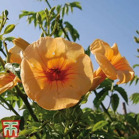 Campsis X Tagliabuana 'Summer Jazz - Gold' 7 Campsis X Tagliabuana 'Summer Jazz - Gold' - Image 5
