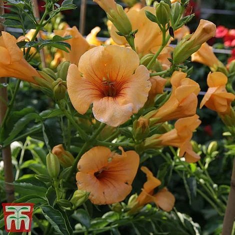 Campsis X Tagliabuana 'Summer Jazz - Gold' 8 Campsis X Tagliabuana 'Summer Jazz - Gold' - Image 6