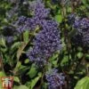 Ceanothus X Delilianus 'Henri Desfosse' -Garden Plants Shop cean