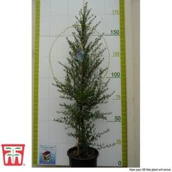 Ceanothus 'Concha' 11 Ceanothus 'Concha' -Garden Plants Shop cean con