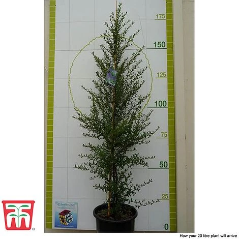 Ceanothus 'Concha' 6 Ceanothus 'Concha' - Image 4