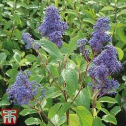 Ceanothus X Delilianus 'Henri Desfosse' -Garden Plants Shop cean2
