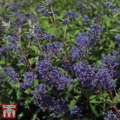Ceanothus X Delilianus 'Henri Desfosse' -Garden Plants Shop cean3
