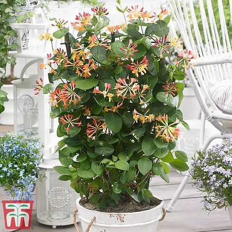 Honeysuckle 'Celestial' 3 Honeysuckle 'Celestial'