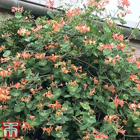 Honeysuckle 'Celestial' 5 Honeysuckle 'Celestial' - Image 3