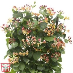 Honeysuckle 'Celestial' 17 Honeysuckle 'Celestial' -Garden Plants Shop cele5