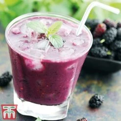 Mulberry 'Charlotte Russe' (Mojo Berry) -Garden Plants Shop charl