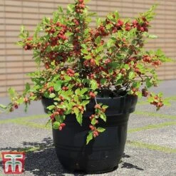 Mulberry 'Charlotte Russe' (Mojo Berry) -Garden Plants Shop charl3
