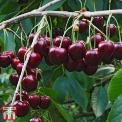 Cherry Patio Duo 'Hedelfinger & Dubbele Meikers' 8 Cherry Patio Duo 'Hedelfinger & Dubbele Meikers' -Garden Plants Shop cherry 1
