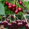 Cherry Patio Duo 'Hedelfinger & Dubbele Meikers' 2 Cherry Patio Duo 'Hedelfinger & Dubbele Meikers' -Garden Plants Shop cherry duo 2