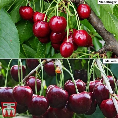 Cherry Patio Duo 'Hedelfinger & Dubbele Meikers' 3 Cherry Patio Duo 'Hedelfinger & Dubbele Meikers'