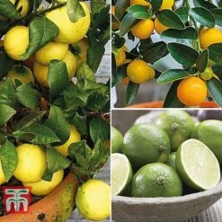 Citrus Tree Collection -Garden Plants Shop citrus t10993 A