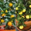 Citrus Tree Collection 2 Citrus Tree Collection -Garden Plants Shop citrus t10993 A23