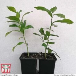Citrus Tree Collection -Garden Plants Shop citrus t10993 ARRIVAL