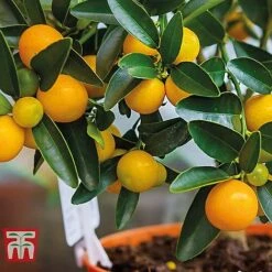Citrus Tree Collection -Garden Plants Shop citrus t10993 C