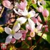 Clematis Armandii 'Apple Blossom' 1 Clematis Armandii 'Apple Blossom' -Garden Plants Shop clem apple