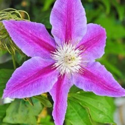 Clematis Large Flowered Trio -Garden Plants Shop clem coll C